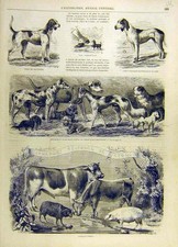 Old antique print for sale  UK