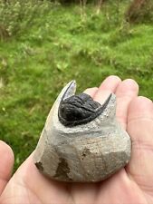 Cornuproetus trilobite fossil for sale  AXMINSTER