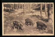 Junge wildschweine futtersuche gebraucht kaufen  Berlin