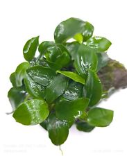 Anubias petit lava for sale  KETTERING
