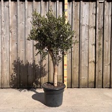 6ft olive tree for sale  SEVENOAKS