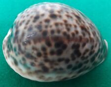 Cypraea tigris pardalis usato  Oristano