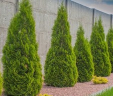 Lemon cypress trees for sale  Elgin