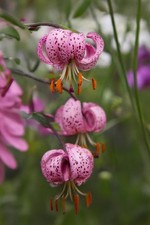Lilium martagon must for sale  ANNAN
