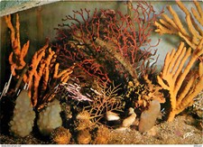 Animals aquarium the d'occasion  Expédié en Belgium