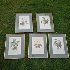 pierre joseph redoute for sale pierre joseph redoute for sale BROMLEY