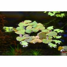 Phyllanthus fluitans red usato  Aprilia