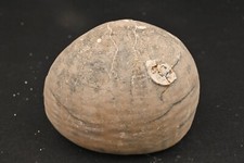 Oursin fossile echinocorys d'occasion  Forcalquier