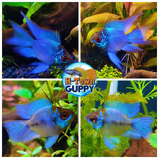 Pair cichlid rams for sale  Katy