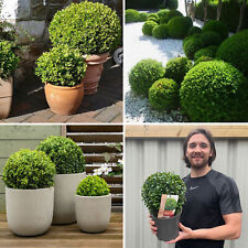 Buxus topiary plant for sale  LEICESTER