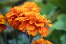 tagetes gebraucht kaufen  Siegen
