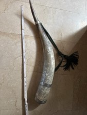 Trinkhorn 80cm lang gebraucht kaufen  Rieden