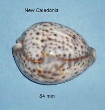 Cypraea tigris new d'occasion  Sanary-sur-Mer
