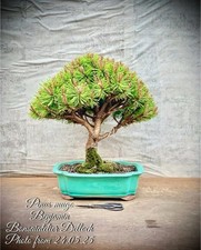 Pinus mugo benjamin gebraucht kaufen  Lübben (Spreewald)