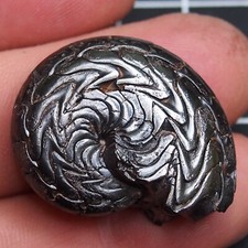 Goniatite ematite ammonite usato  Spedire a Italy