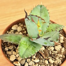 agave attenuata variegata usato agave attenuata variegata usato Baranzate