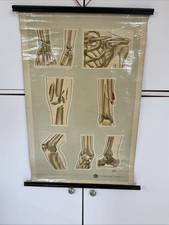 medical posters for sale medical posters for sale LINCOLN