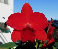 Div slc. jillian for sale  Diamond Bar