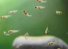 Live fry pack for sale  Buffalo