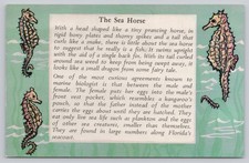 Vintage sea horse for sale  Belleville