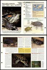 Red eared terrapin for sale  SLEAFORD