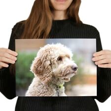Labradoodle dog labrador for sale  SELBY