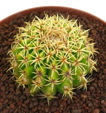 Echinocactus grusonii forma usato  Napoli