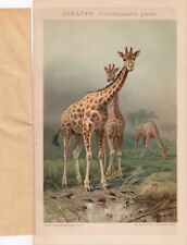 Chromo-Lithografie 1893: Giraffe. Camelopardalis girafa, usado comprar usado  Enviando para Brazil