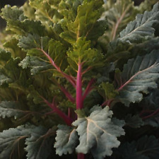 Kale seeds red for sale  Springfield