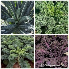 Kale mixed plug for sale  WOODBRIDGE
