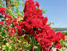 Usado, 25 sementes anã vermelha crepe murta crape árvore Lagerstroemia - flores (dinamite?) comprar usado  Enviando para Brazil