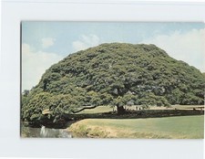 Postcard monkey pod for sale  Stevens Point