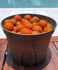 Seeds tropical queen for sale  Miami