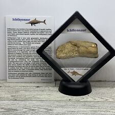 Ichthyosaur extinct dinosaur for sale  Davenport