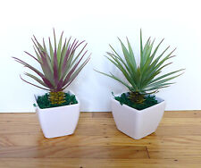 Agave mini grasses for sale  Indianapolis