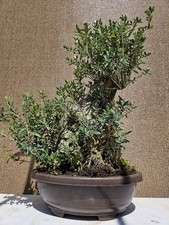 Old mallorcan olive for sale  Westminster