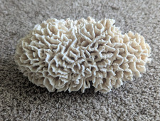 Natural white coral for sale  Eau Claire