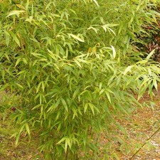 Phyllostachys aurea bambou d'occasion  Pouzauges
