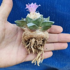 Ariocarpus retusus var. usato  Tramonti