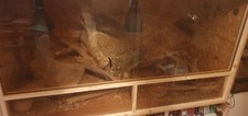 Osb terrarium 150x60x60cm d'occasion  Expédié en Belgium