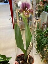 Paphiopedilum no1 12cm for sale  LONDON