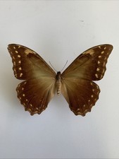 Entomologie morpho hercules gebraucht kaufen  Marienmünster