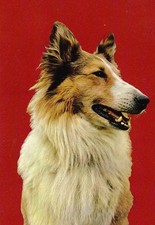 Collie hund dog gebraucht kaufen  Parkstein