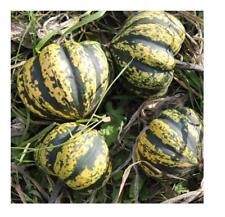 Harlequin acorn squash for sale  DORCHESTER