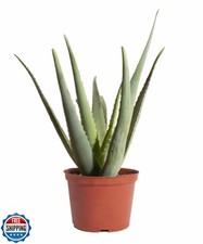 Shop succulents aloe for sale  San Jose