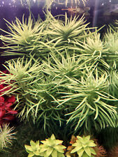 Stems pogostemon heidelberg for sale  SHEFFIELD