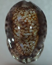 CYPRAEA DEPRESSA GIGANTE 44,5mm comprar usado  Enviando para Brazil