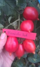 Tomaten piennolo vesuvio gebraucht kaufen  Neukloster