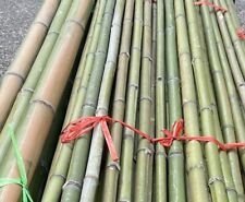 Bambusstange naturgrün braung gebraucht kaufen  Jettenbach