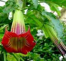 Scarlet angel trumpet for sale  Laguna Niguel